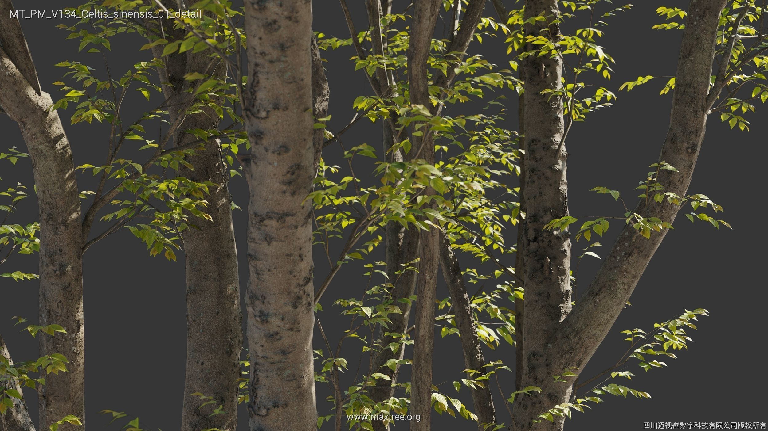 Maxtree Plant Models Vol 134 - Mesh 3D model_12