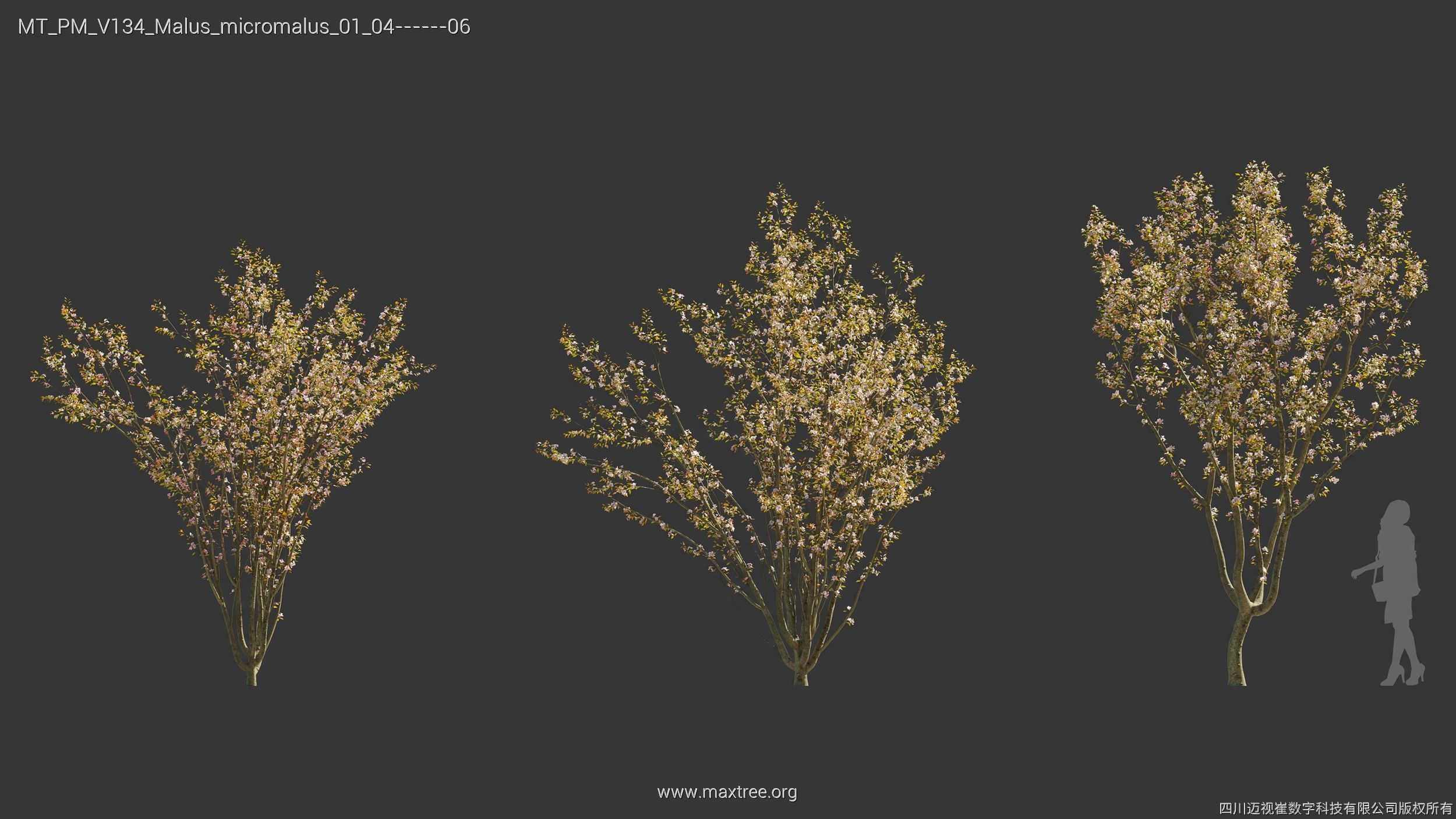 Maxtree Plant Models Vol 134 - Mesh 3D model_26