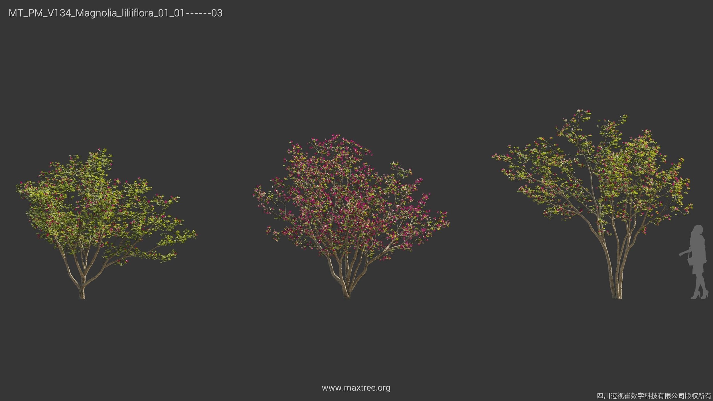 Maxtree Plant Models Vol 134 - Mesh 3D model_19