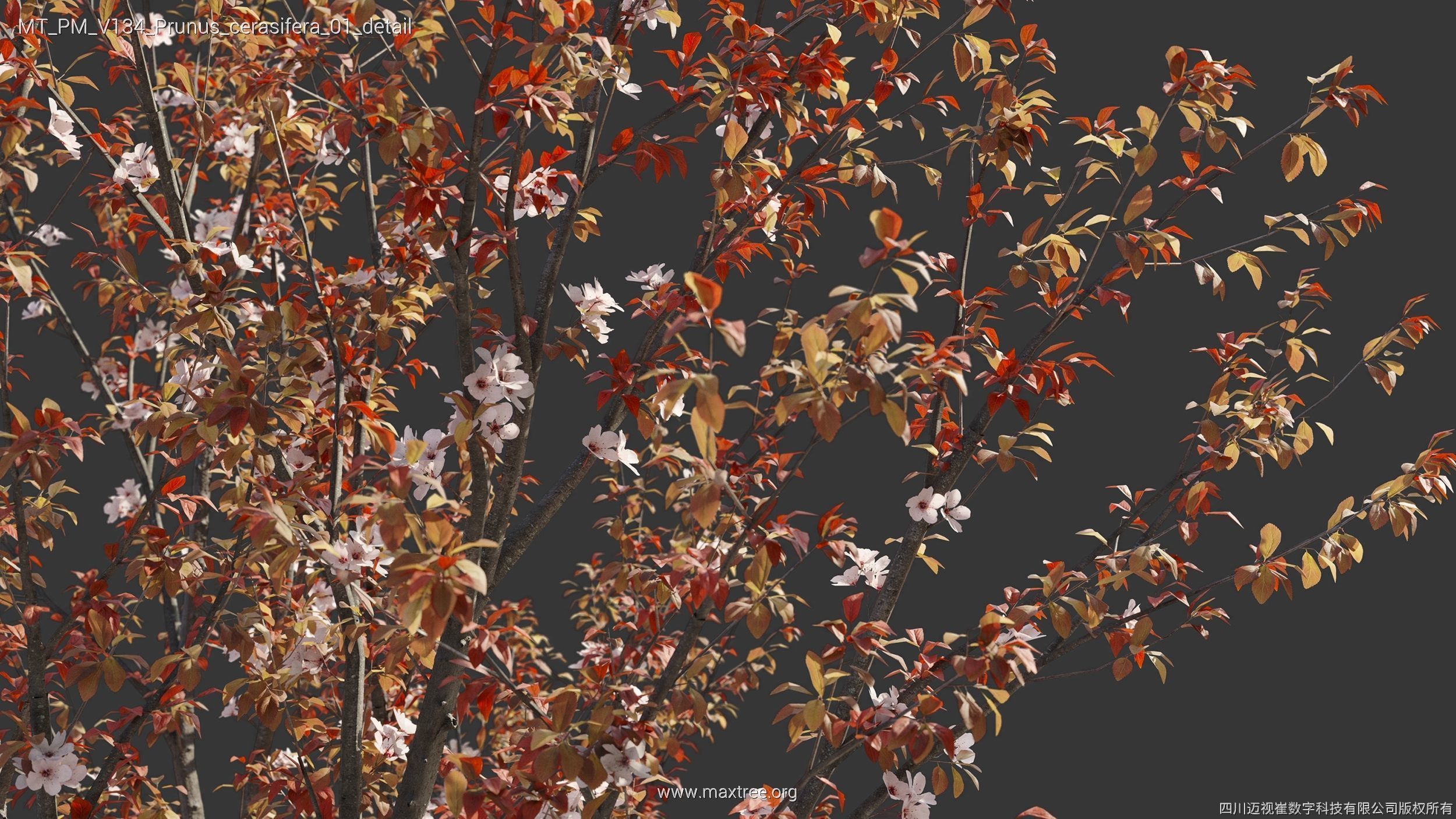 Maxtree Plant Models Vol 134 - Mesh 3D model_30