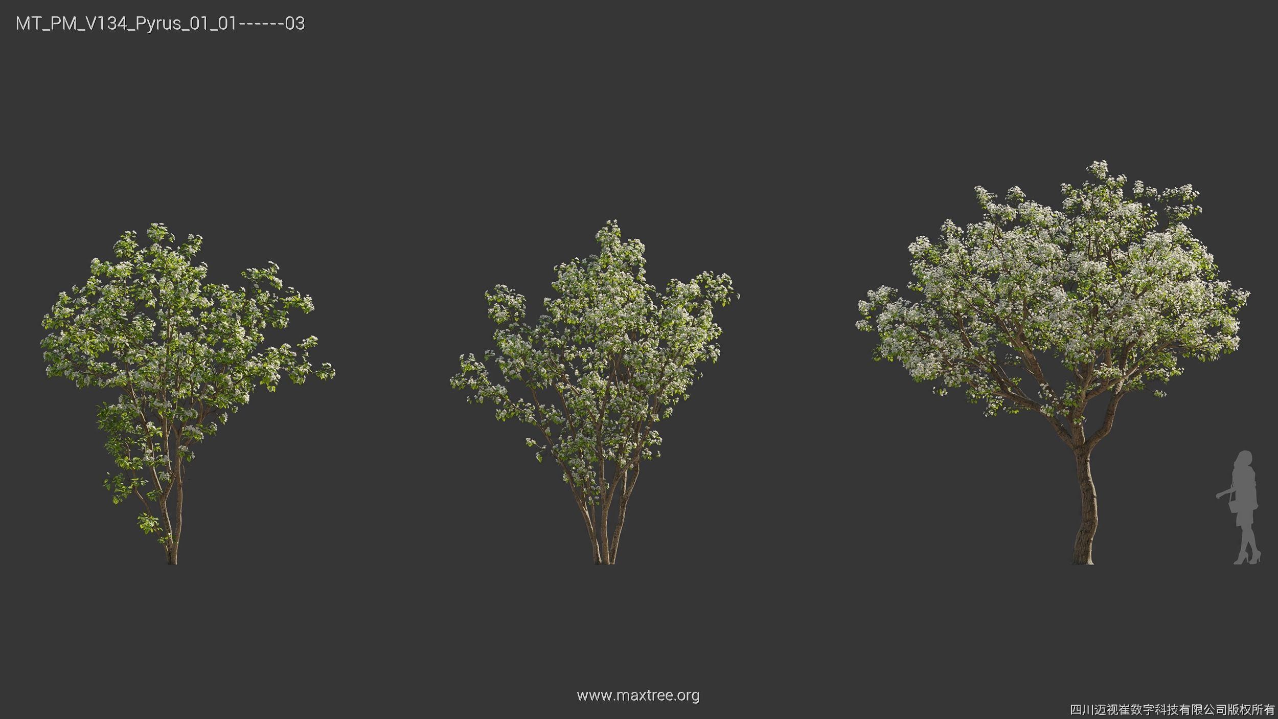 Maxtree Plant Models Vol 134 - Mesh 3D model_37