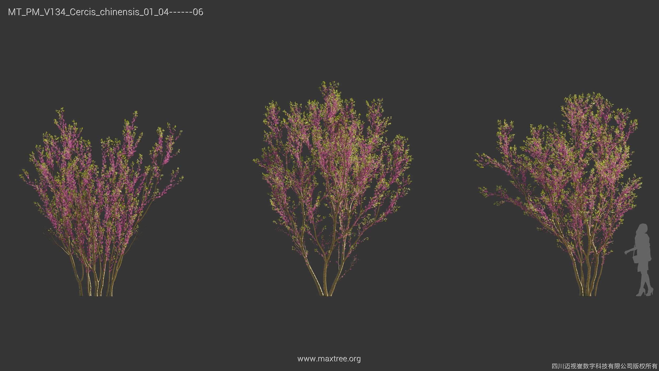 Maxtree Plant Models Vol 134 - Mesh 3D model_17