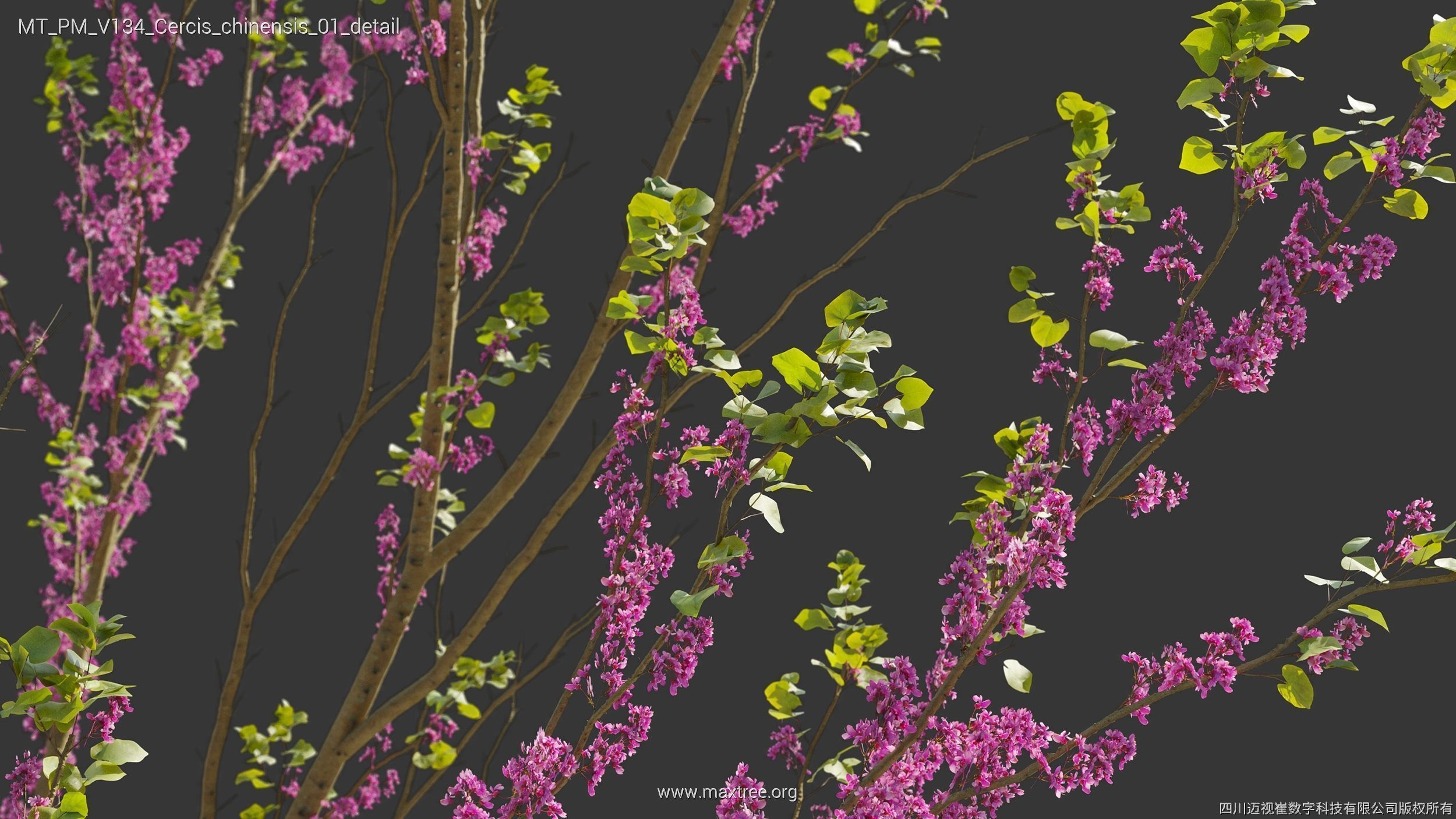 Maxtree Plant Models Vol 134 - Mesh 3D model_18