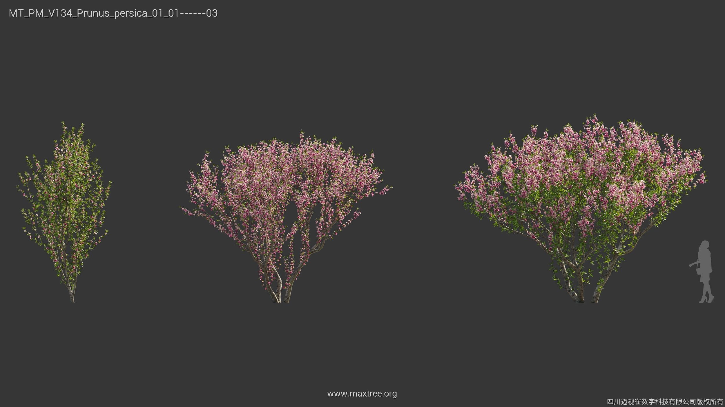 Maxtree Plant Models Vol 134 - Mesh 3D model_31