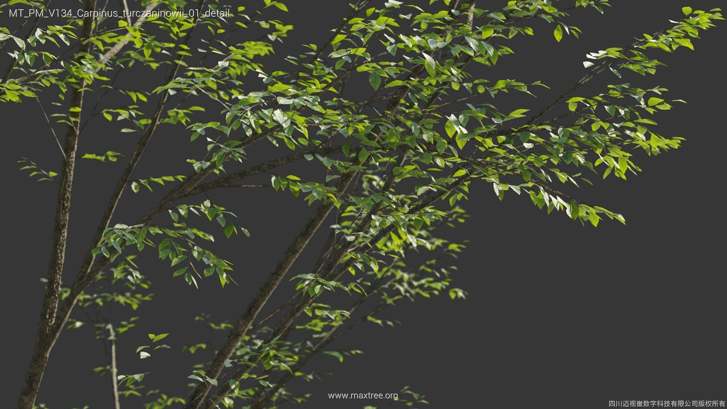 Maxtree Plant Models Vol 134 - Mesh 3D model_9