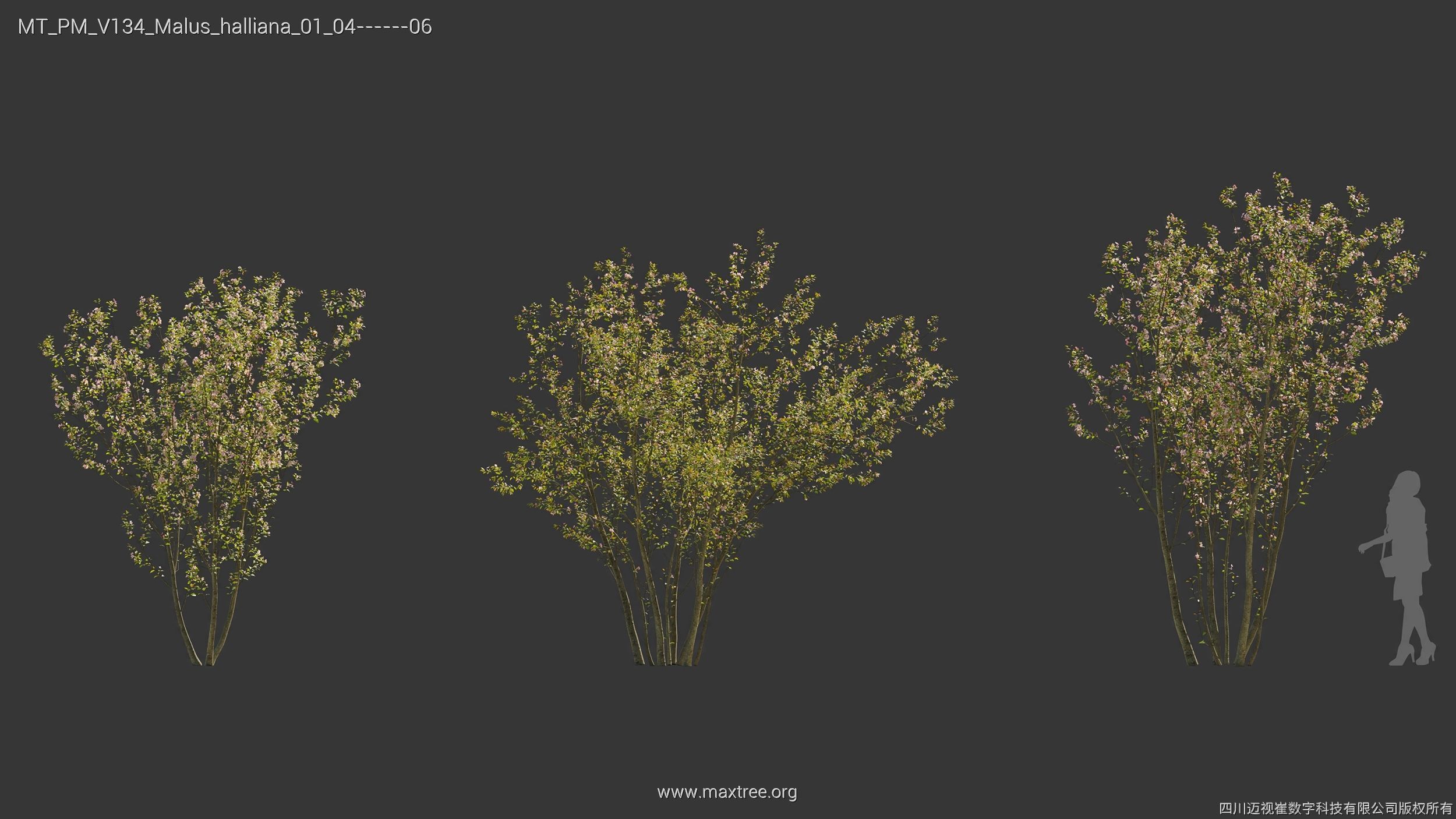 Maxtree Plant Models Vol 134 - Mesh 3D model_23