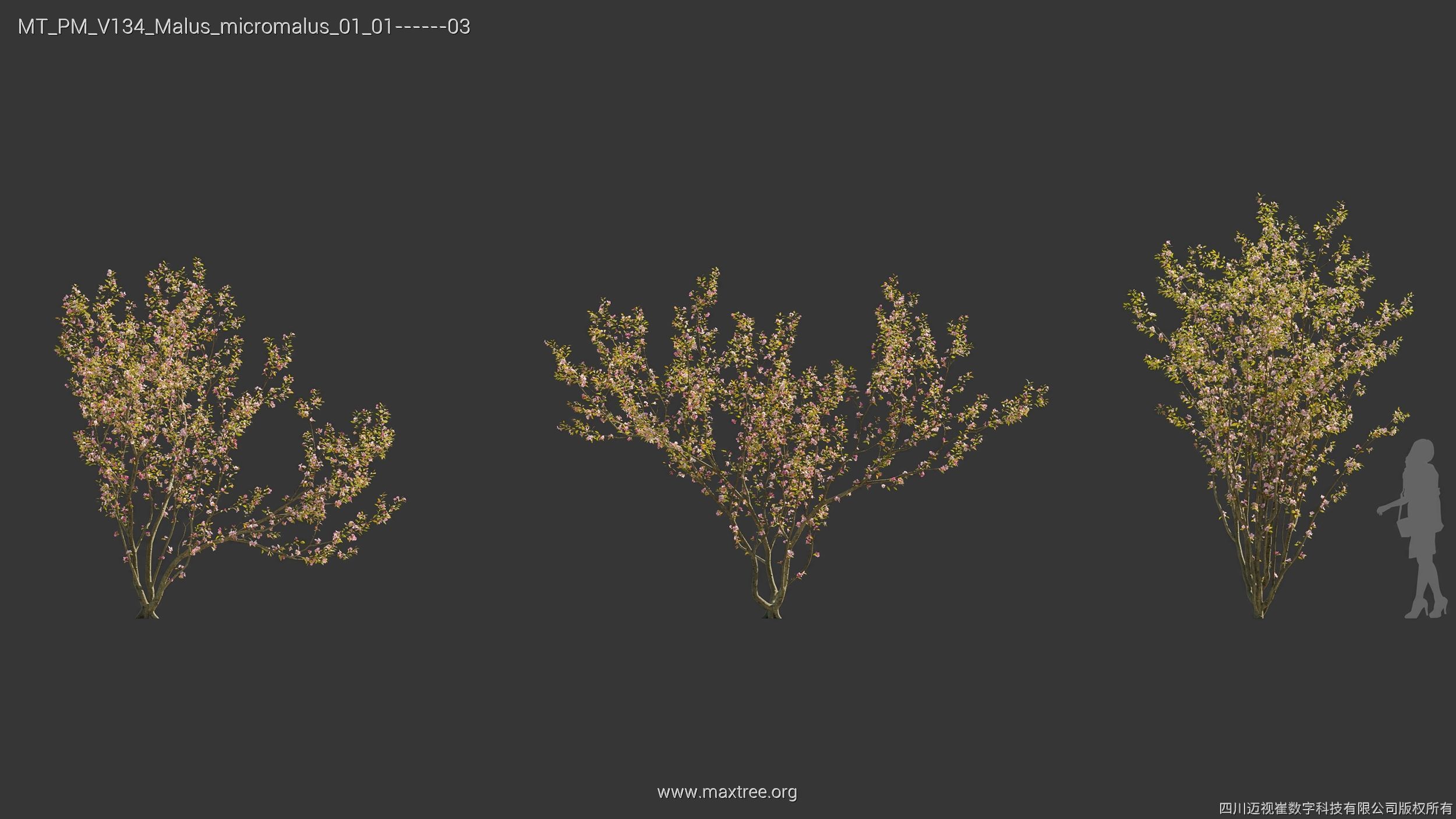 Maxtree Plant Models Vol 134 - Mesh 3D model_25