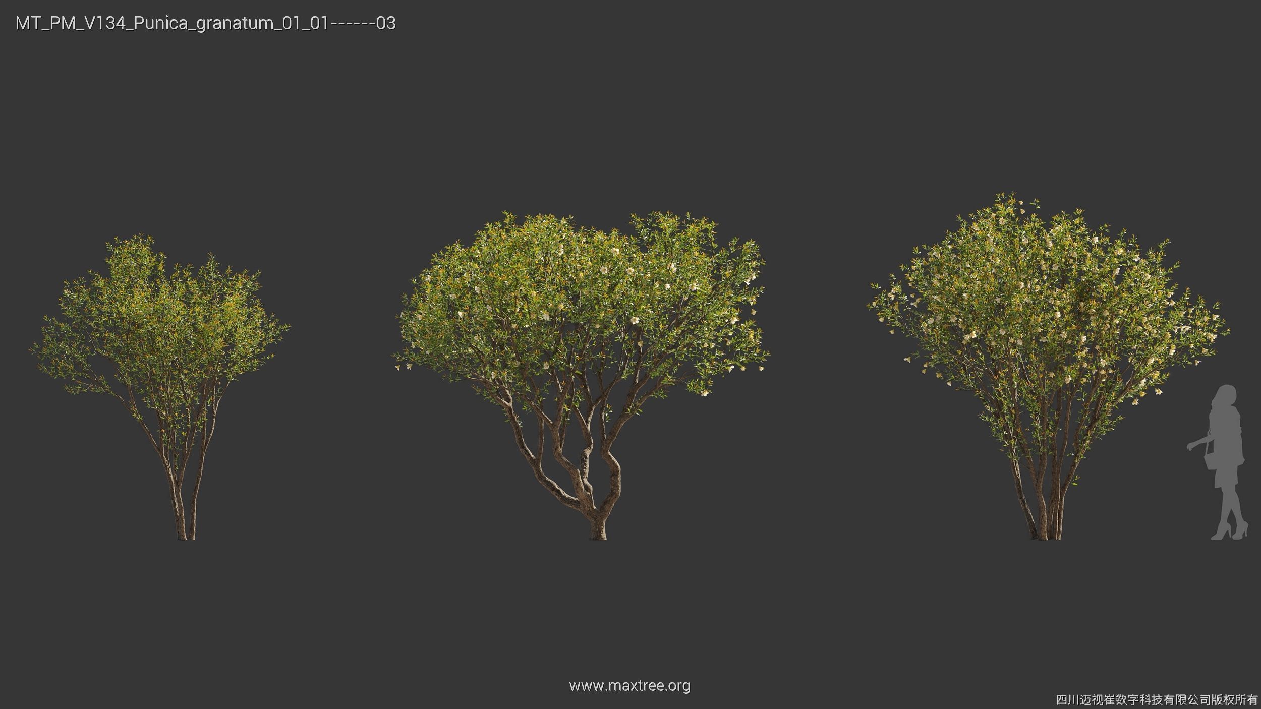 Maxtree Plant Models Vol 134 - Mesh 3D model_34