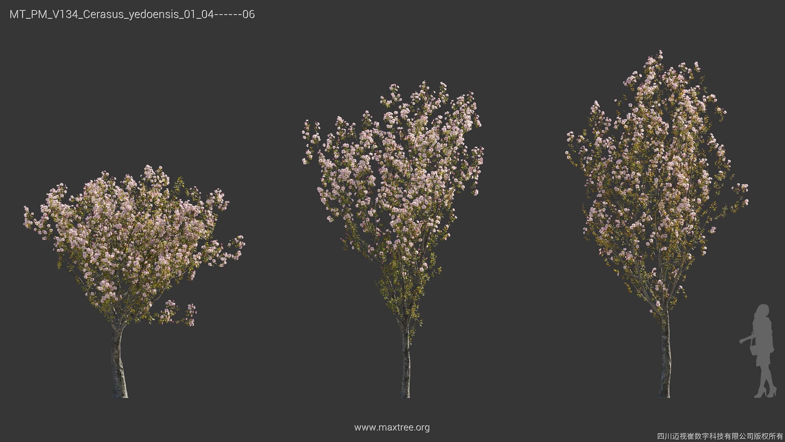 Maxtree Plant Models Vol 134 - Mesh 3D model_14