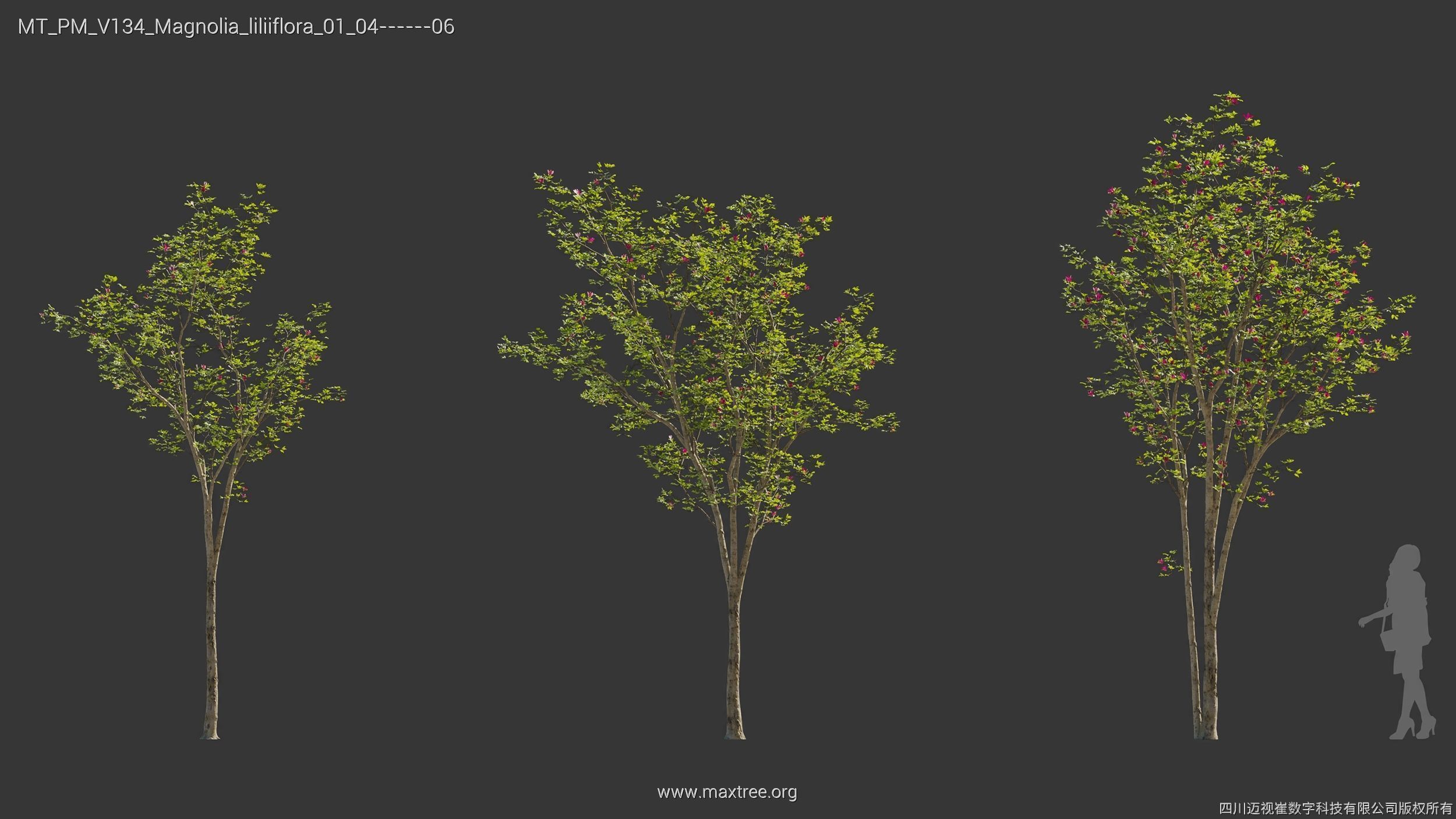 Maxtree Plant Models Vol 134 - Mesh 3D model_20