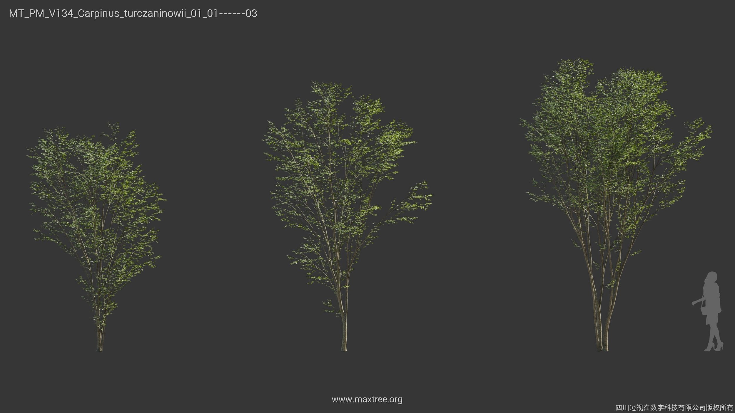 Maxtree Plant Models Vol 134 - Mesh 3D model_7