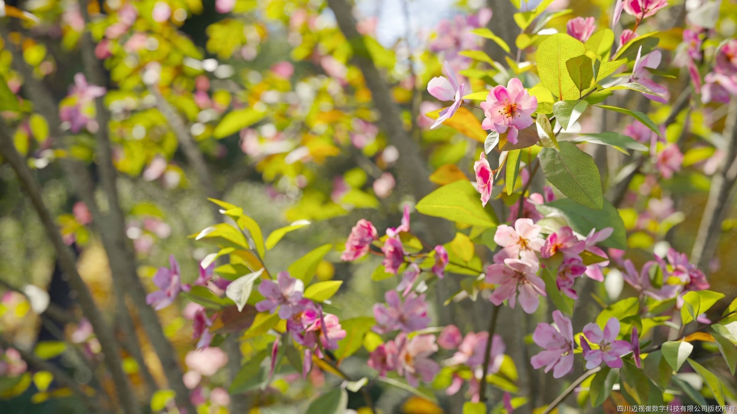 Maxtree Plant Models Vol 134 - Mesh 3D model_3