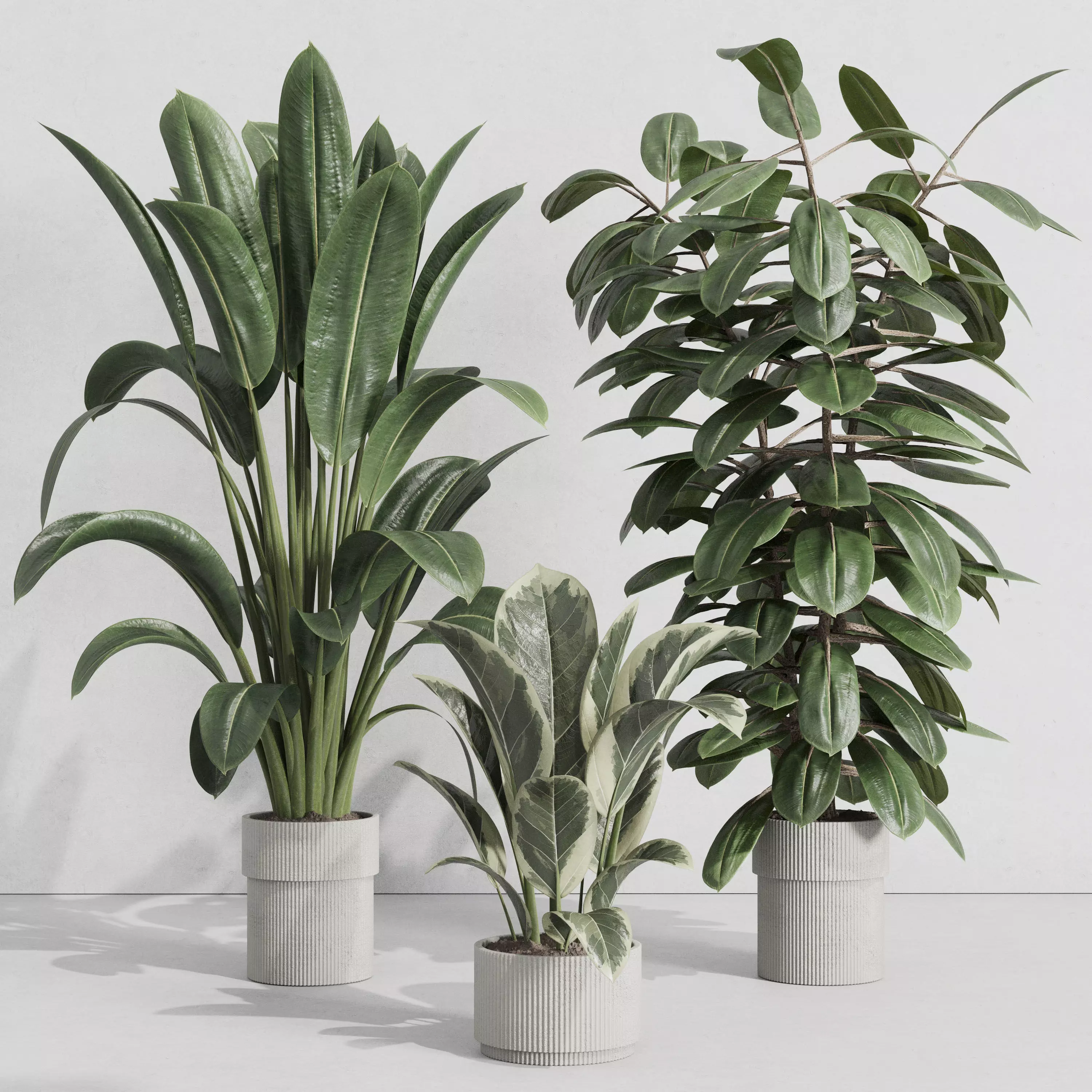 Indoor plant 417 plant ficus rubbery tree in concrete dirty vase Low-poly 3D model