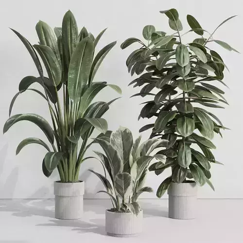 Indoor plant 417 plant ficus rubbery tree in concrete dirty vase