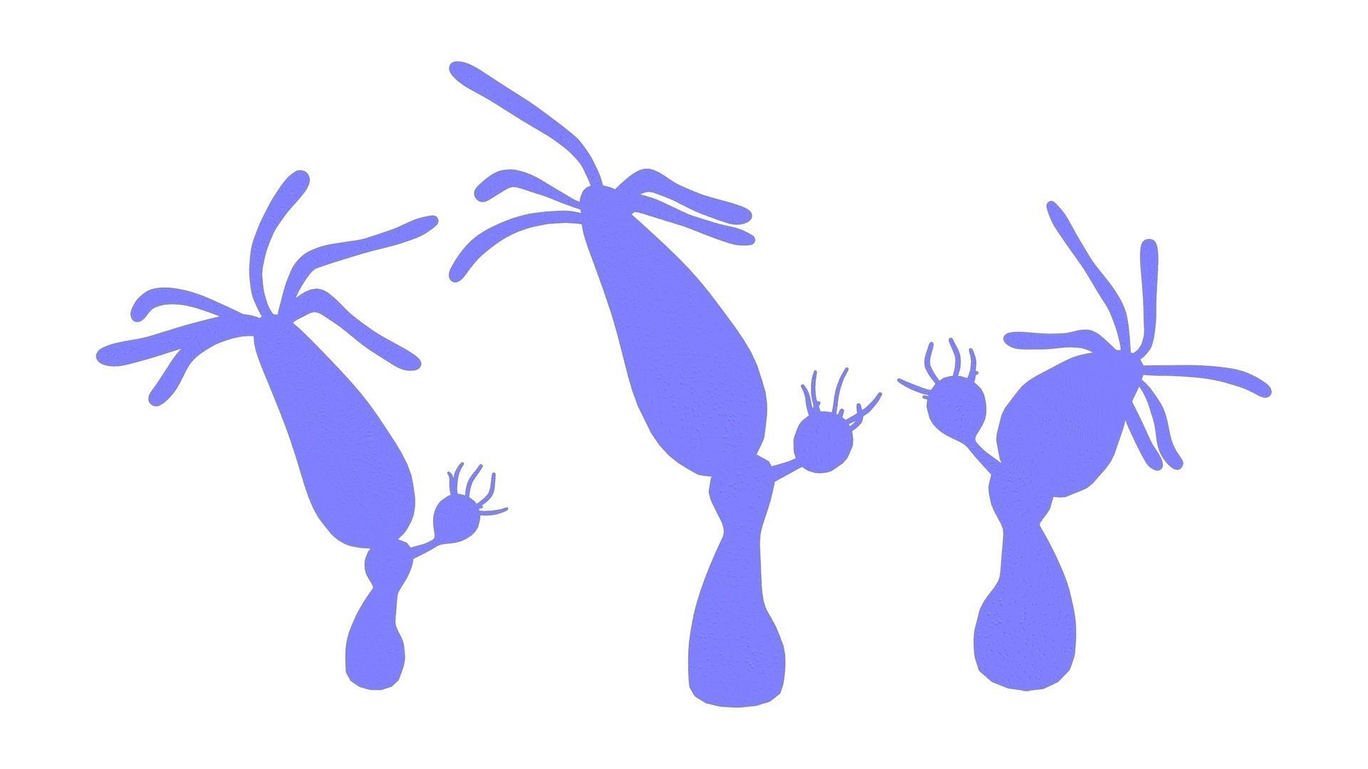 Hydra genus Low-poly 3D model_6