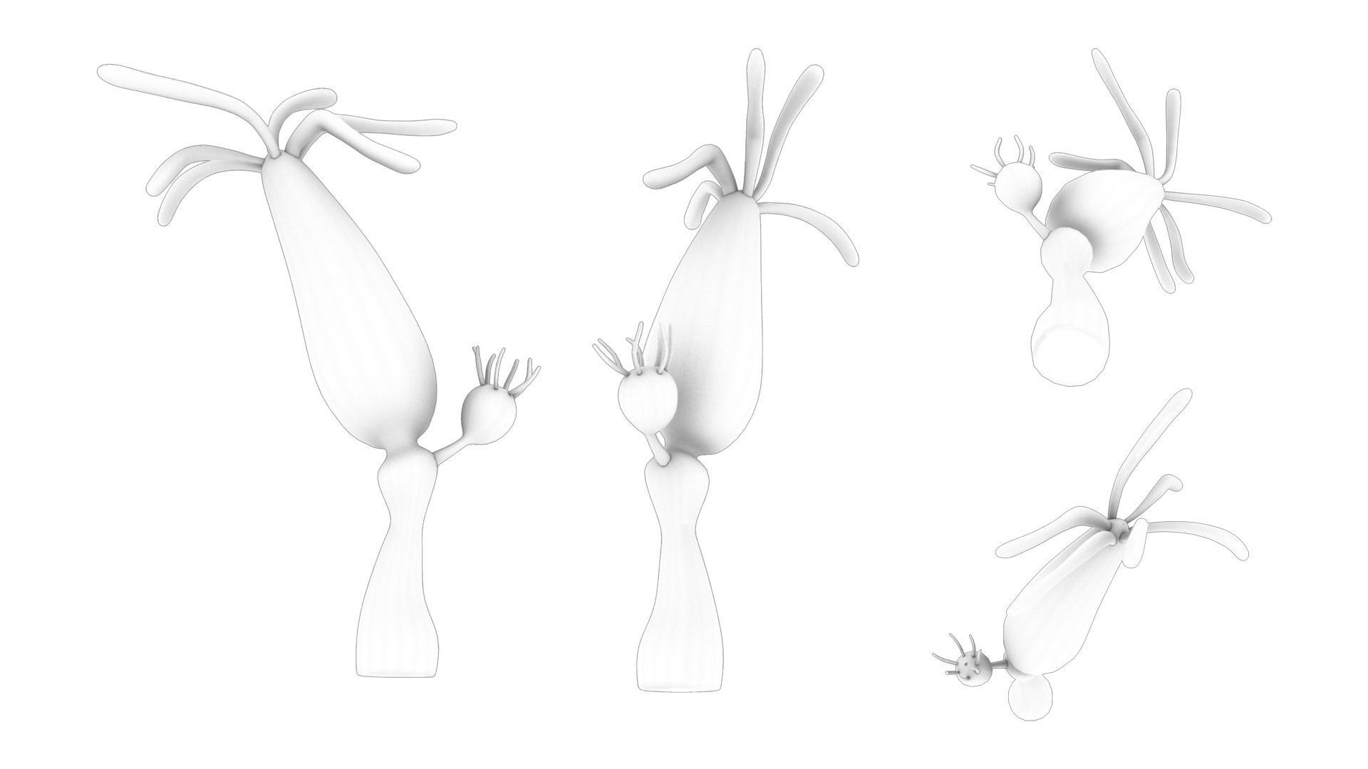 Hydra genus Low-poly 3D model_5