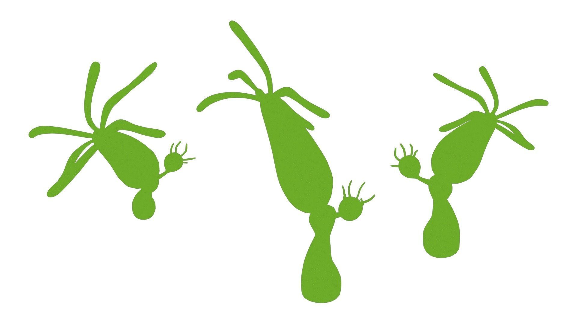 Hydra genus Low-poly 3D model_3