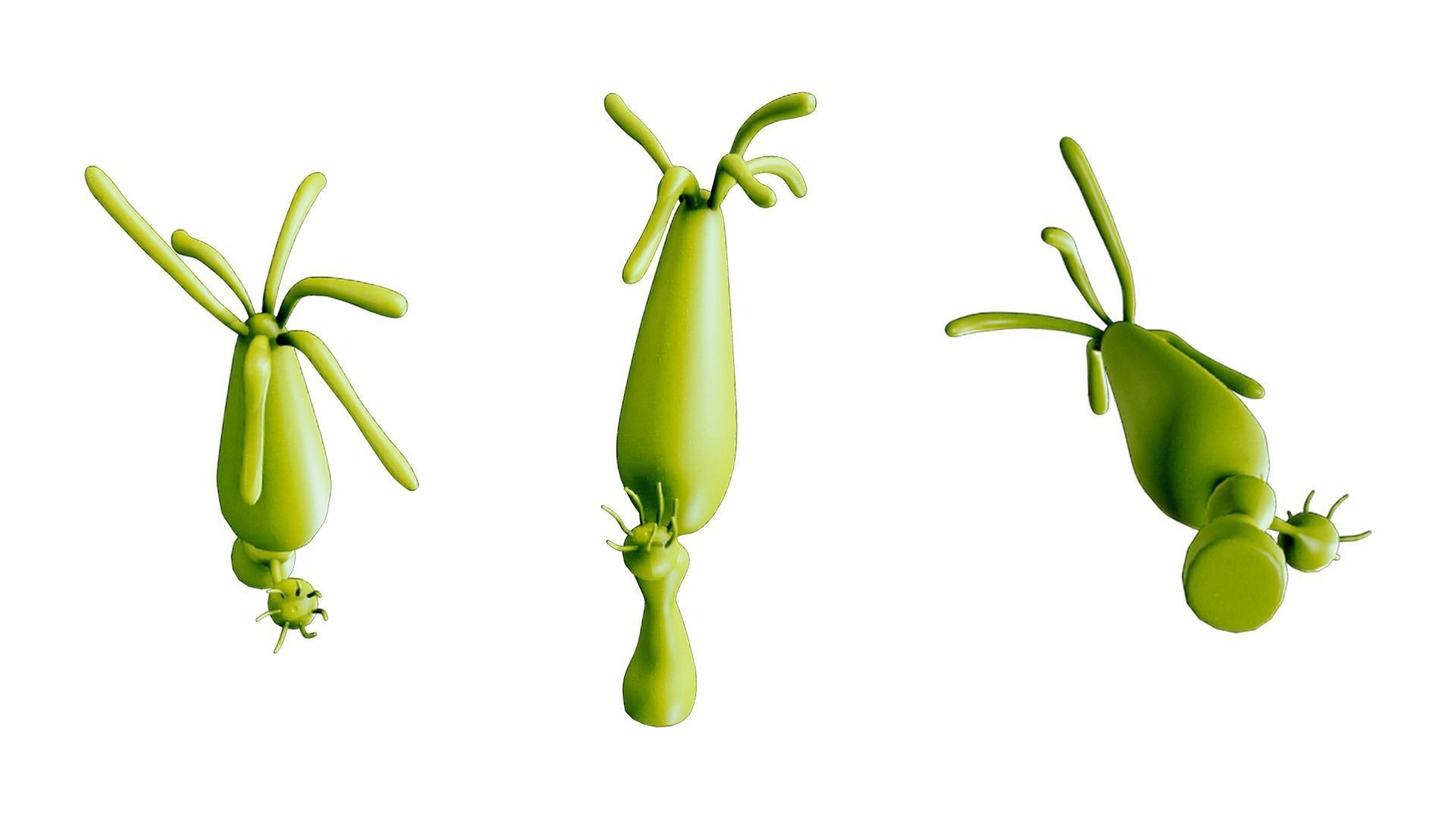 Hydra genus Low-poly 3D model_2