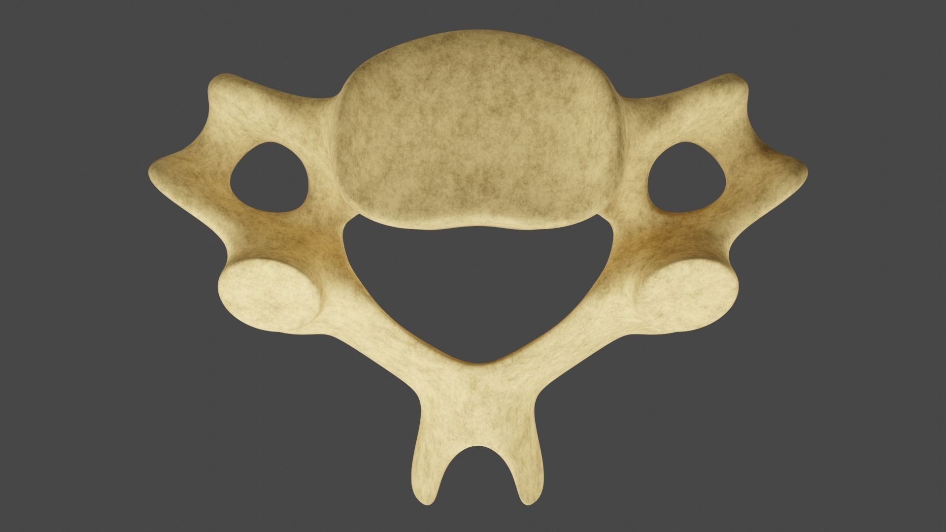 The Fifth Cervial Vertebra 3D model_3