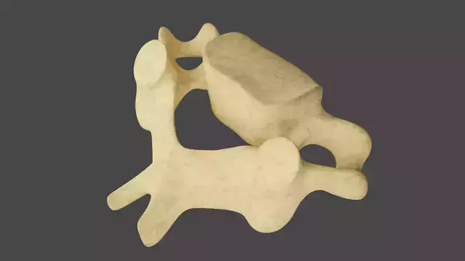 The Fifth Cervial Vertebra 3D model The Fifth Cervial Vertebra 3D model