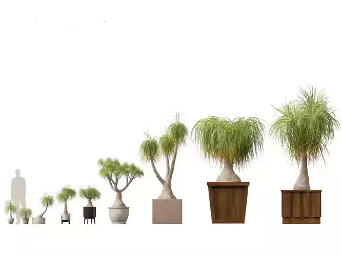 BEAUCARNIA recuvata - Ponytail palm 3D model