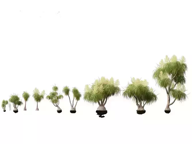 BEAUCARNIA recuvata - Ponytail palm 02 3D model