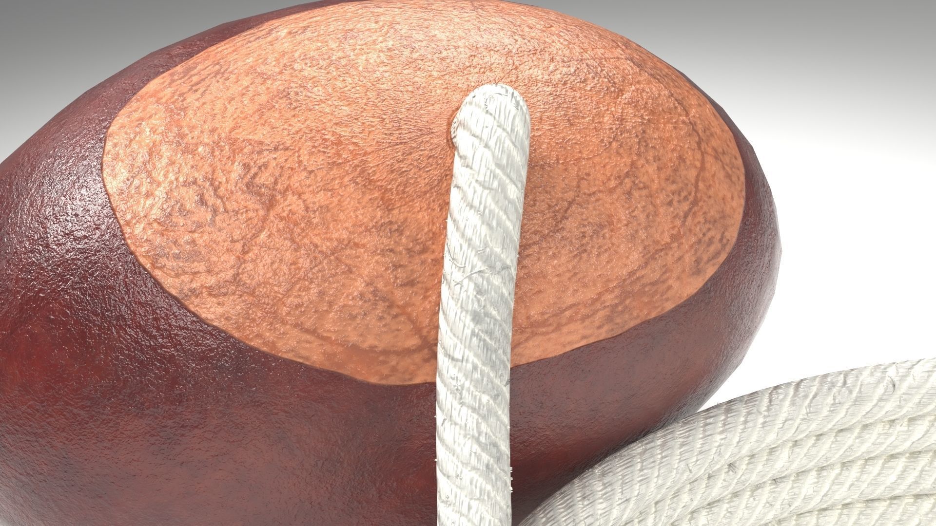 Conker Horse Chestnut - threaded on a string  Low-poly 3D model_8