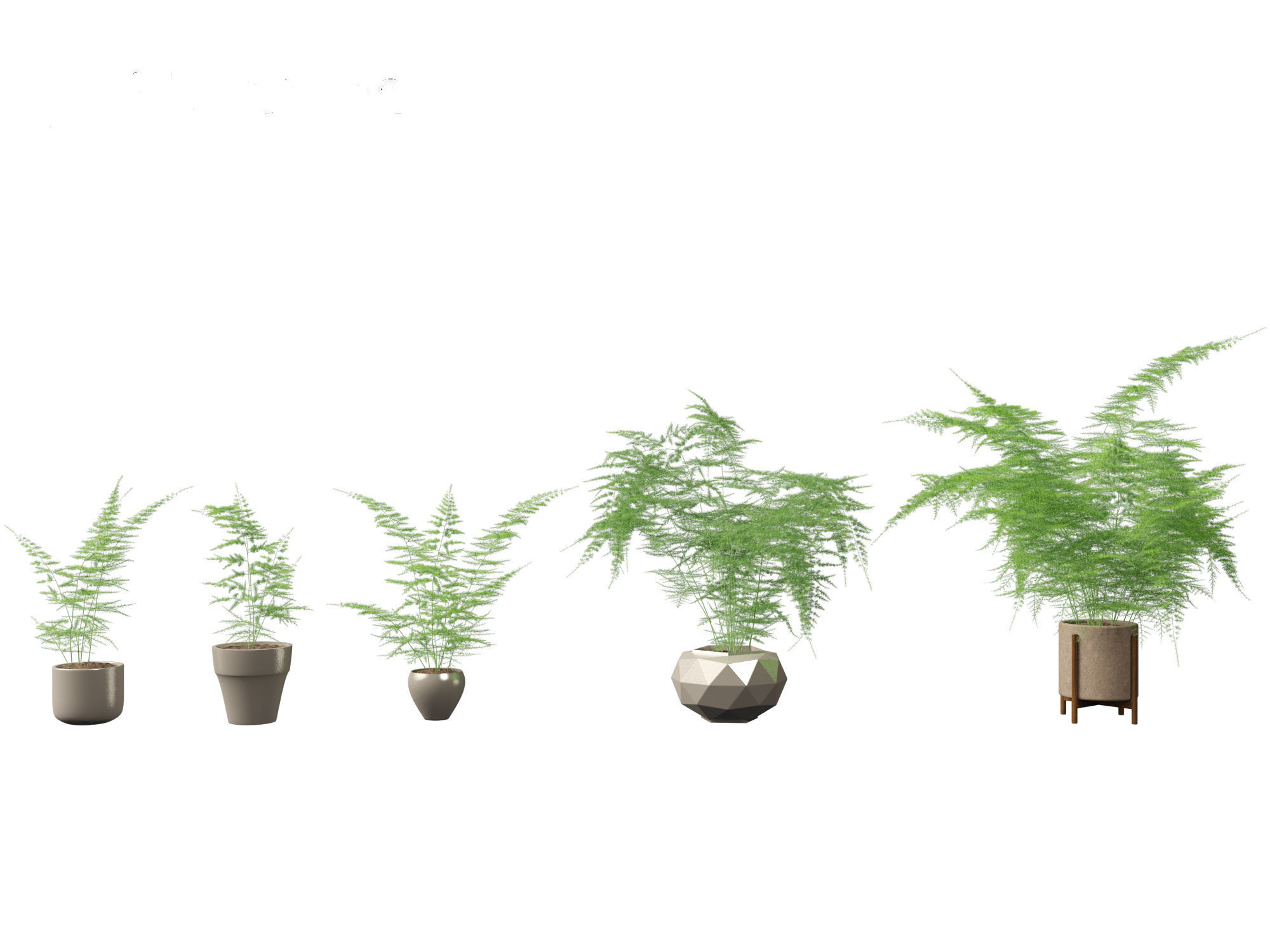 Asparagus setaceus - Asparagus fern 3D model_2