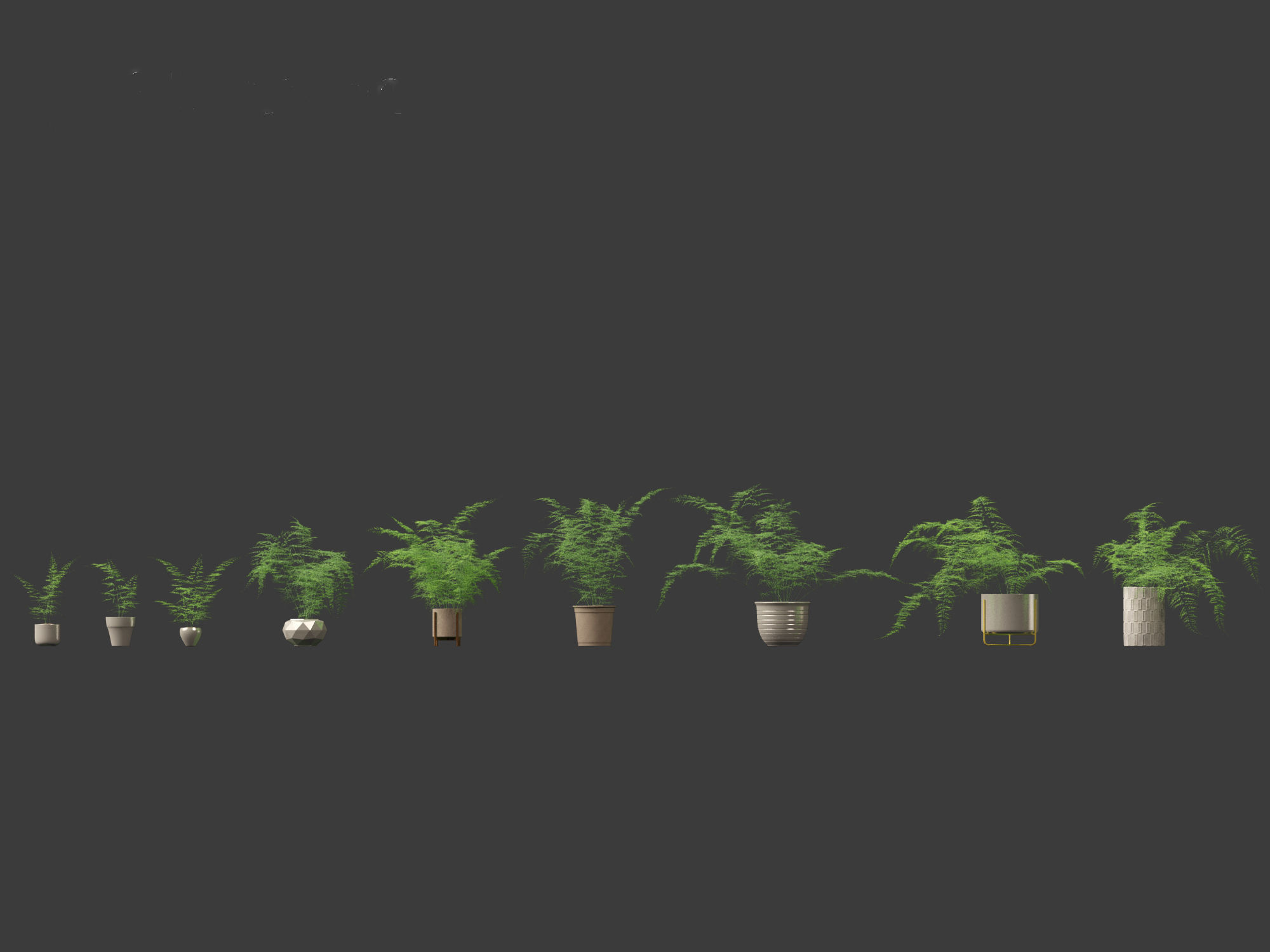 Asparagus setaceus - Asparagus fern 3D model_1