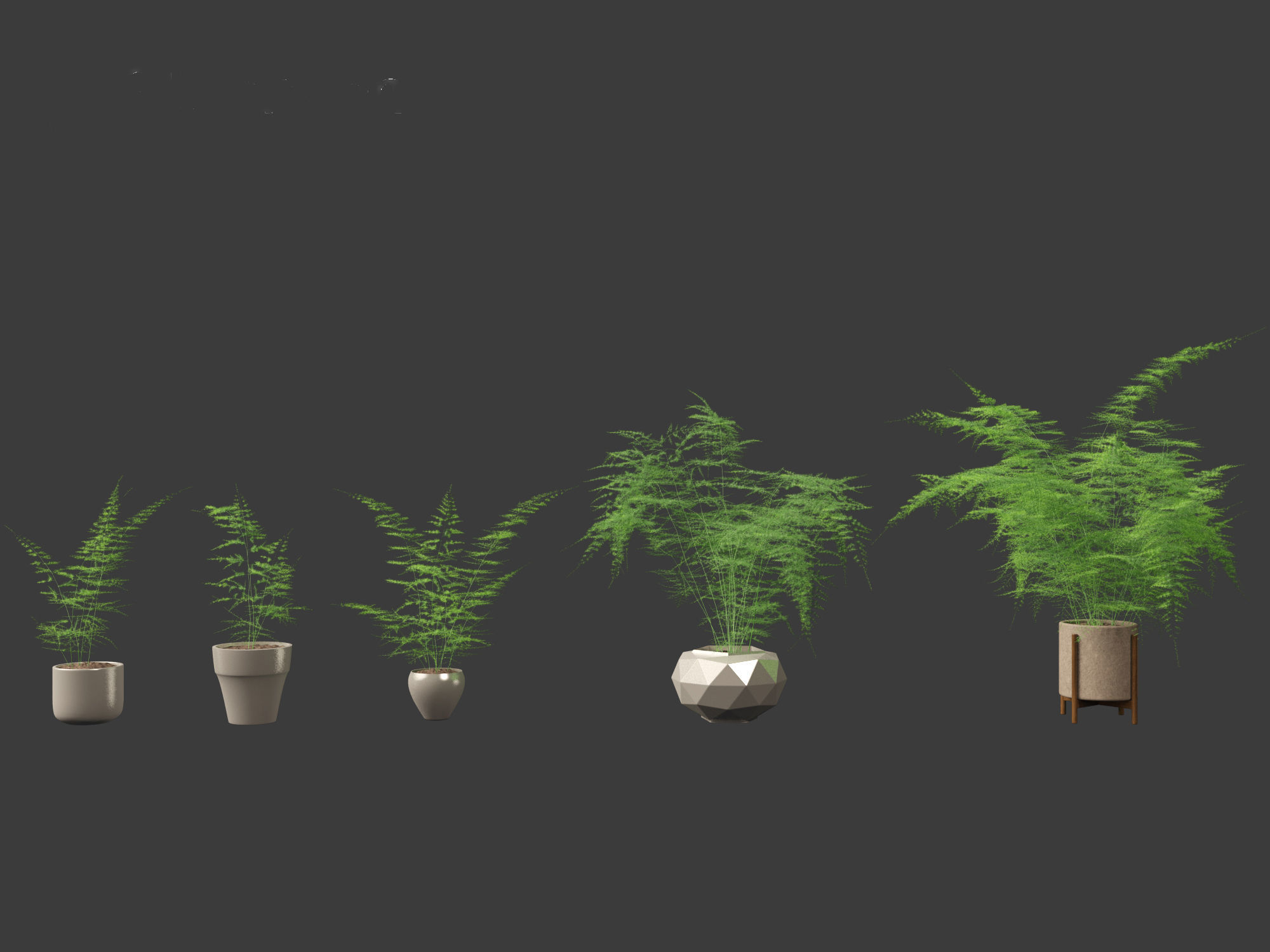 Asparagus setaceus - Asparagus fern 3D model_3