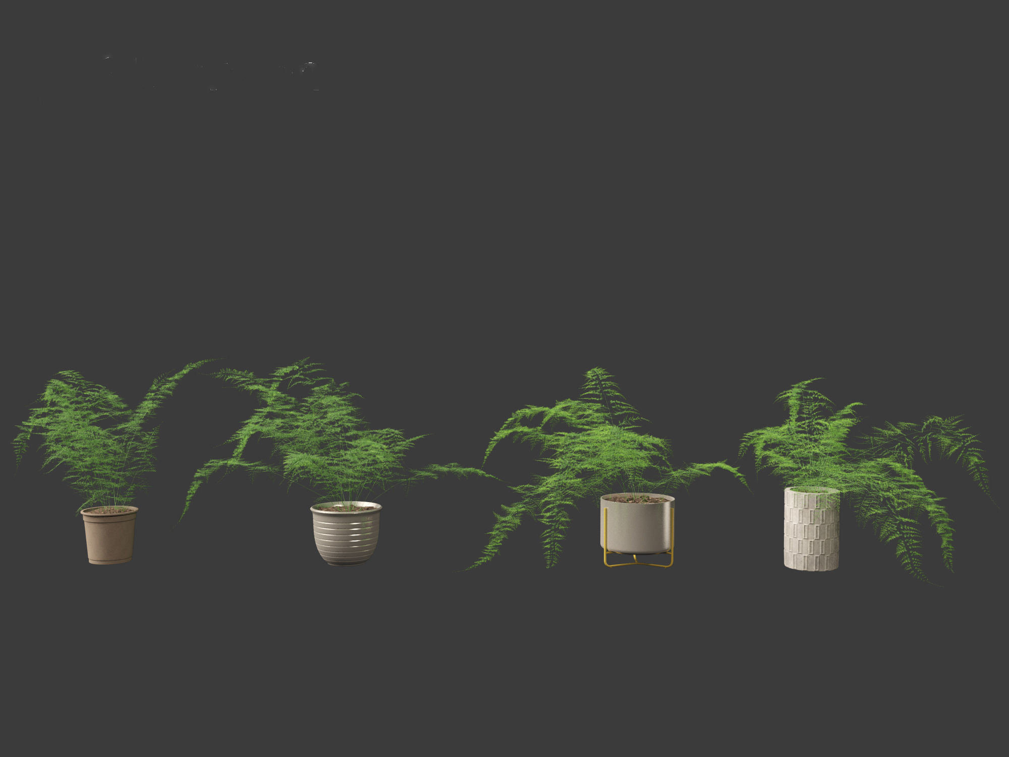 Asparagus setaceus - Asparagus fern 3D model_5