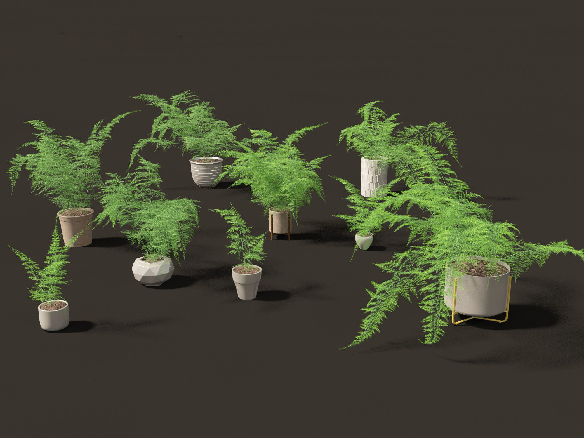Asparagus setaceus - Asparagus fern 3D model_6
