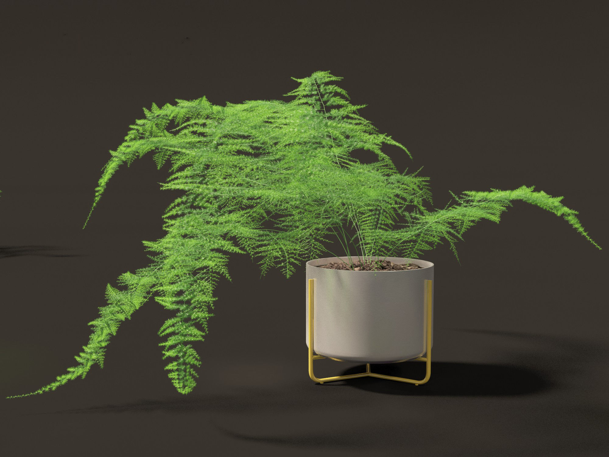 Asparagus setaceus - Asparagus fern 3D model_7
