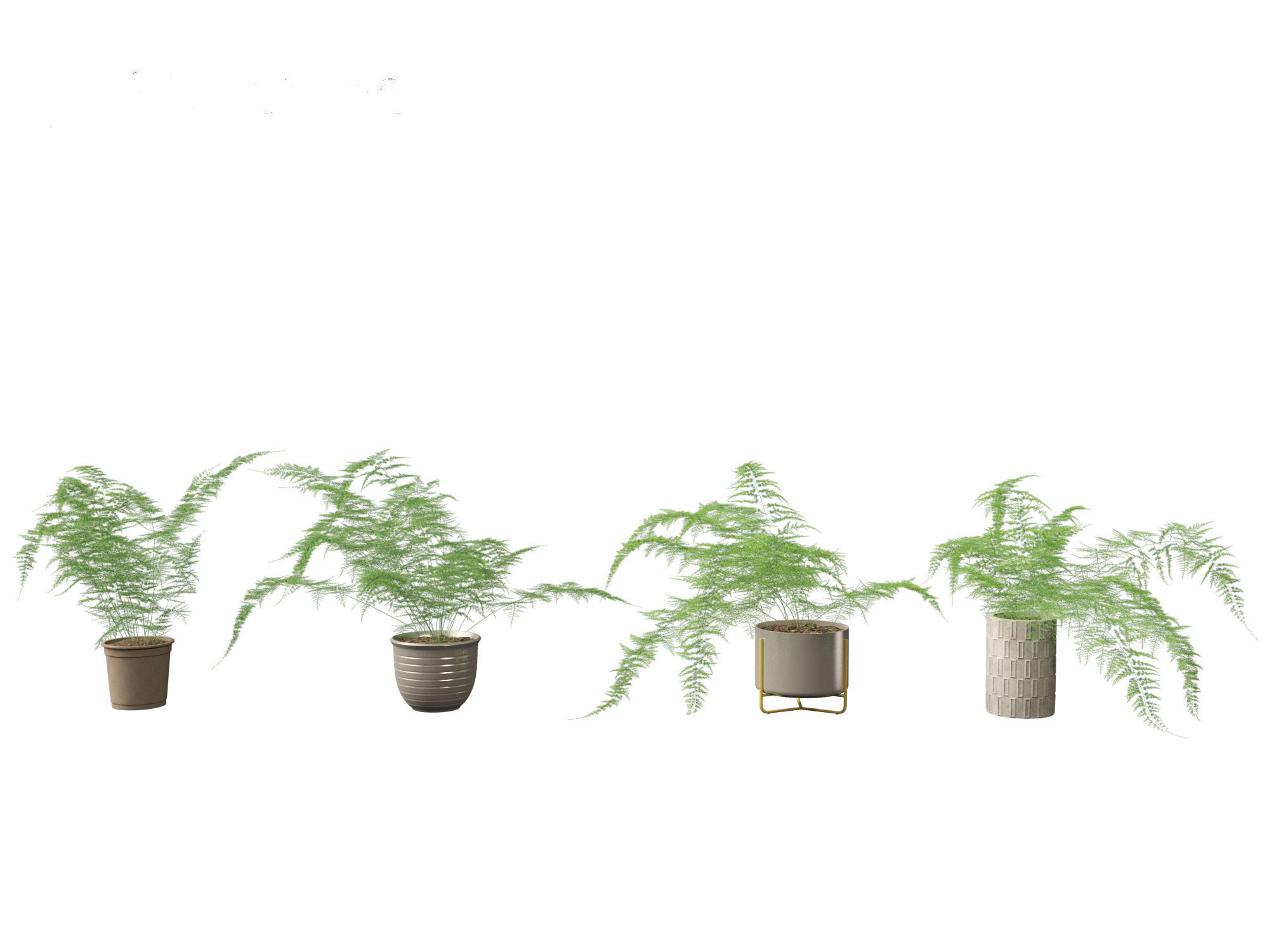 Asparagus setaceus - Asparagus fern 3D model_4