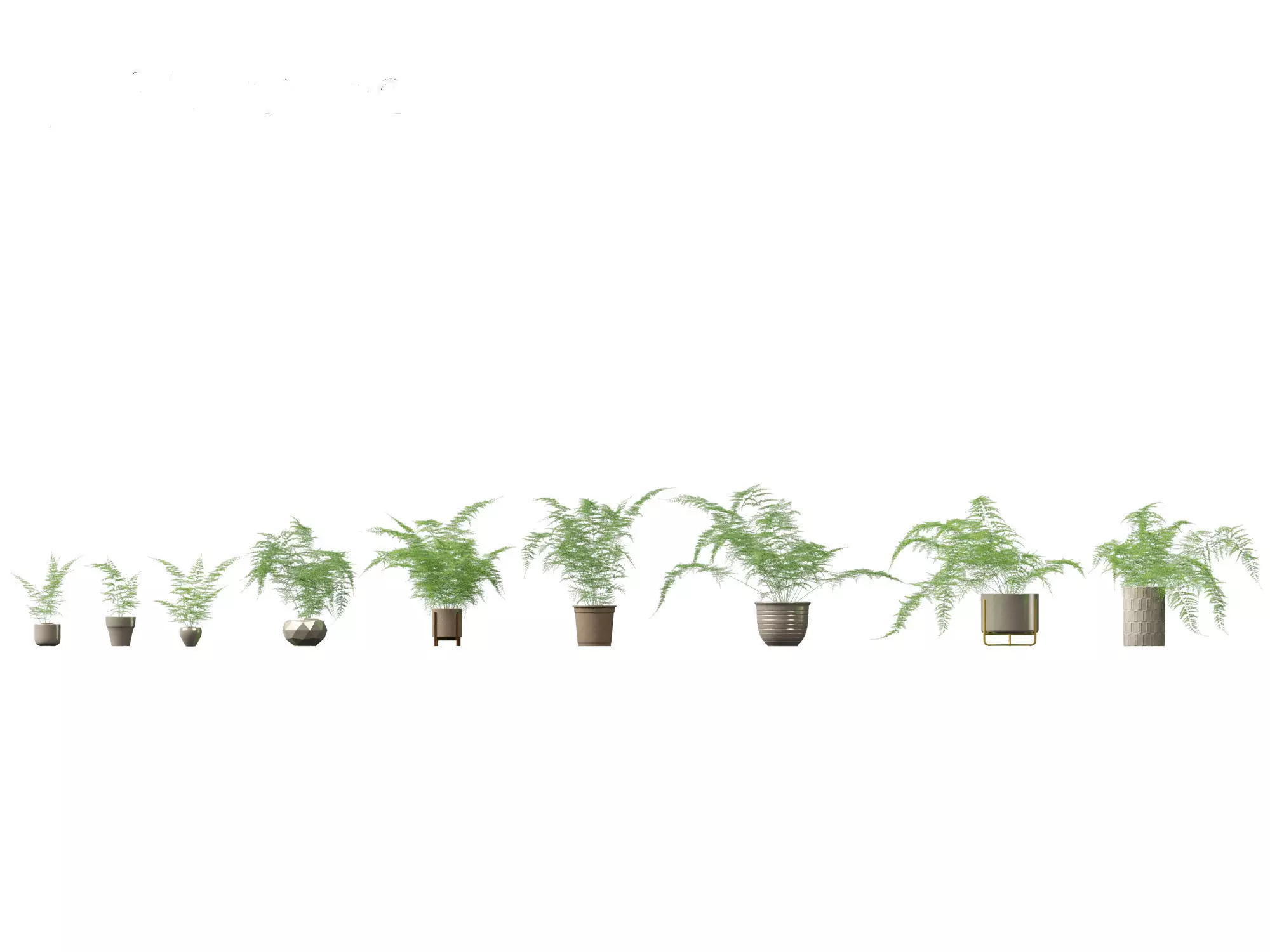 Asparagus setaceus - Asparagus fern 3D model_0