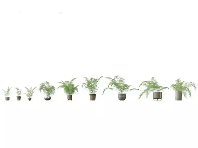 Asparagus setaceus - Asparagus fern 3D model