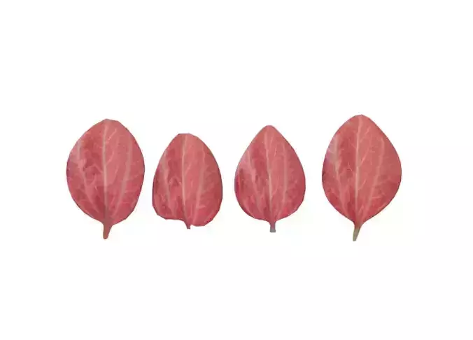 Realistic powder calyx flower petal CG model   3D print model