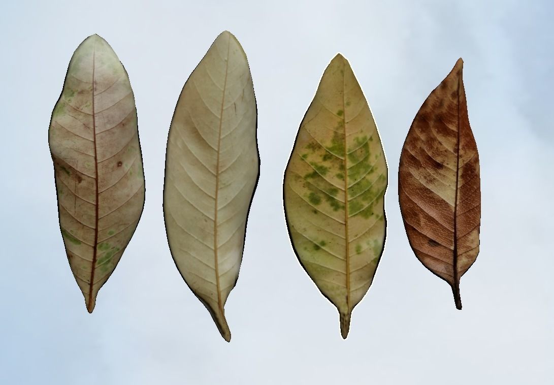 Autumn leaf model Download 3D leaf model Autumn yellow leaf 3D model_2