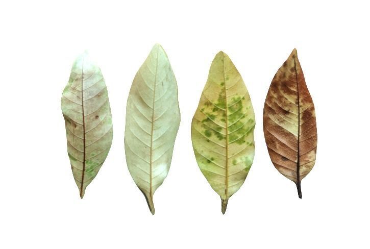 Autumn leaf model Download 3D leaf model Autumn yellow leaf 3D model_1