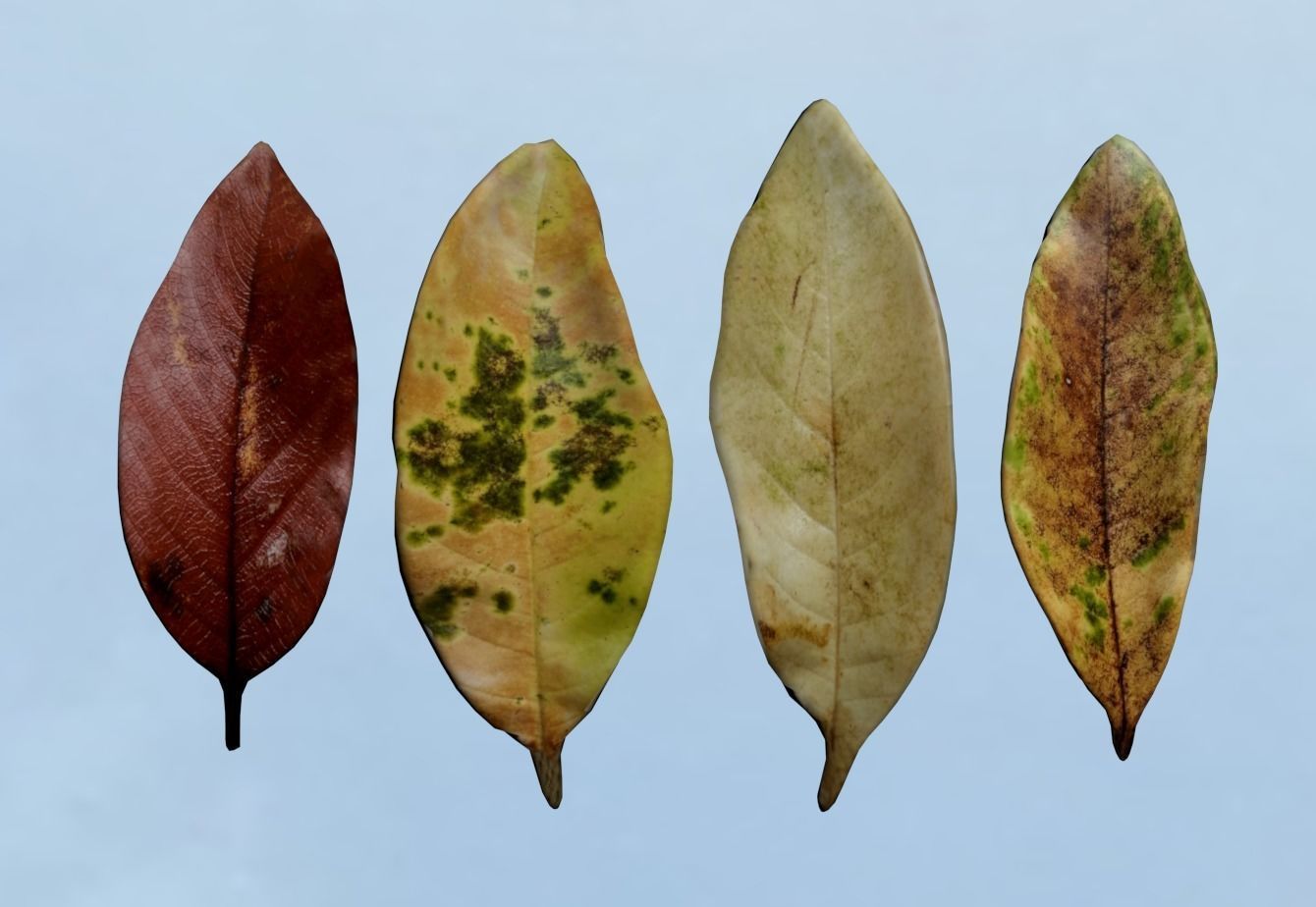 Autumn leaf model Download 3D leaf model Autumn yellow leaf 3D model_3