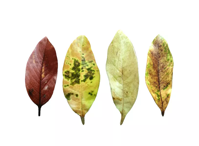 Autumn leaf model Download 3D leaf model Autumn yellow leaf 3D model_0