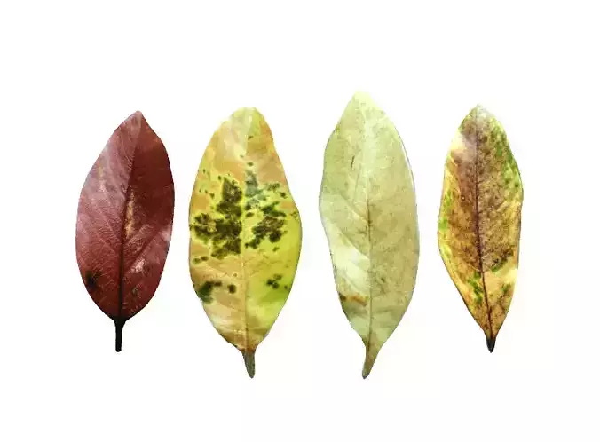 Autumn leaf model Download 3D leaf model Autumn yellow leaf