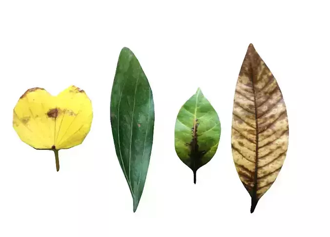 Autumn leaf model Download 3D leaf model Autumn yellow leaf