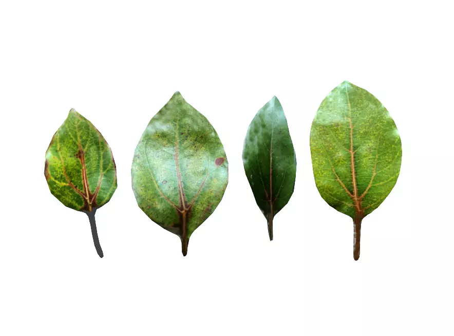 Green leaves CG model game assets plant leaves material 3D model