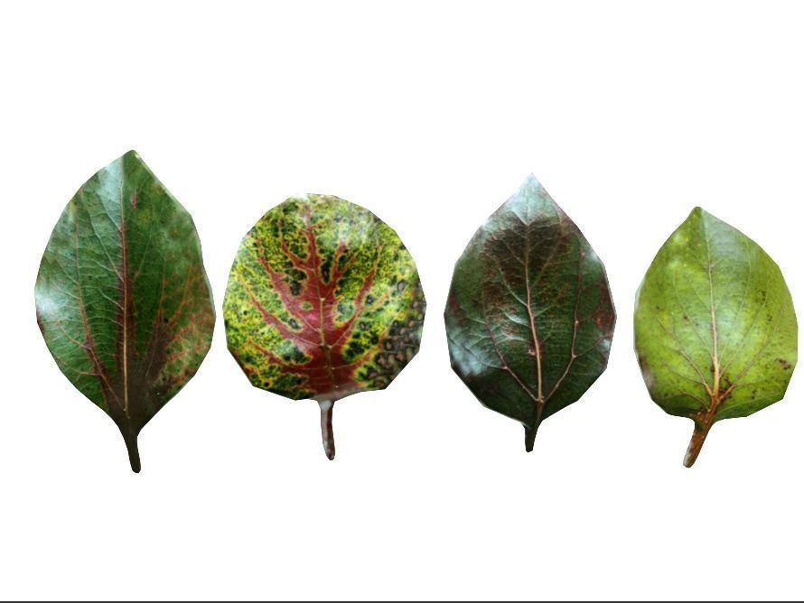 Green leaves CG model game assets plant leaves material 3D model_2