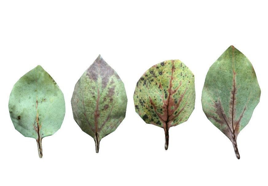 Green leaves CG model game assets plant leaves material 3D model_1