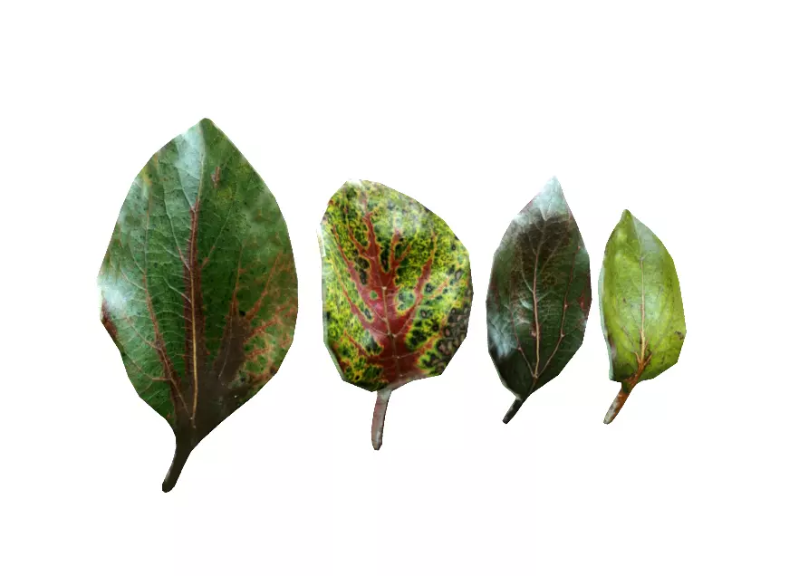 Green leaves CG model game assets plant leaves material 3D model_0