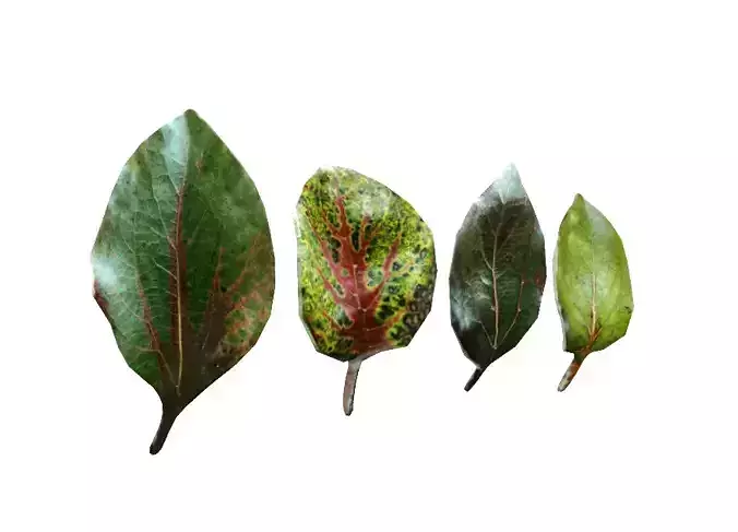 Green leaves CG model game assets plant leaves material