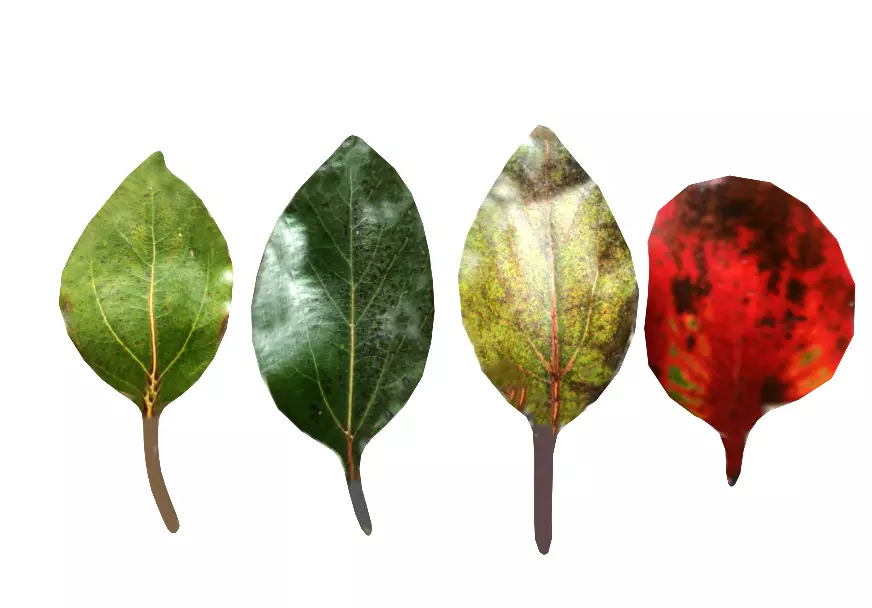 Green leaves CG model game assets plant leaves material 3D model