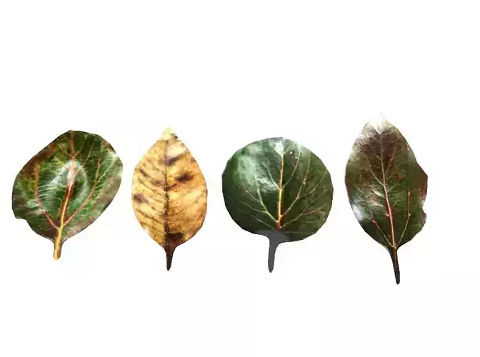 Autumn leaf model 3D leaf model Autumn yellow leaf CG game 